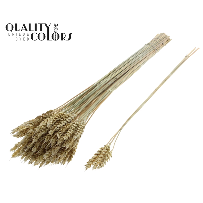 <h4>Triticum 3pc/Tuft Frosted Light Yellow</h4>