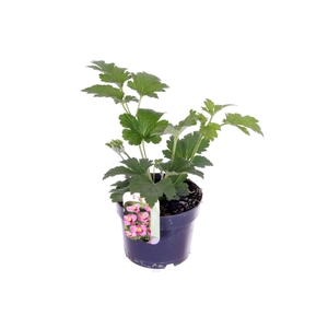 Anemone hupehensis Princess Pink