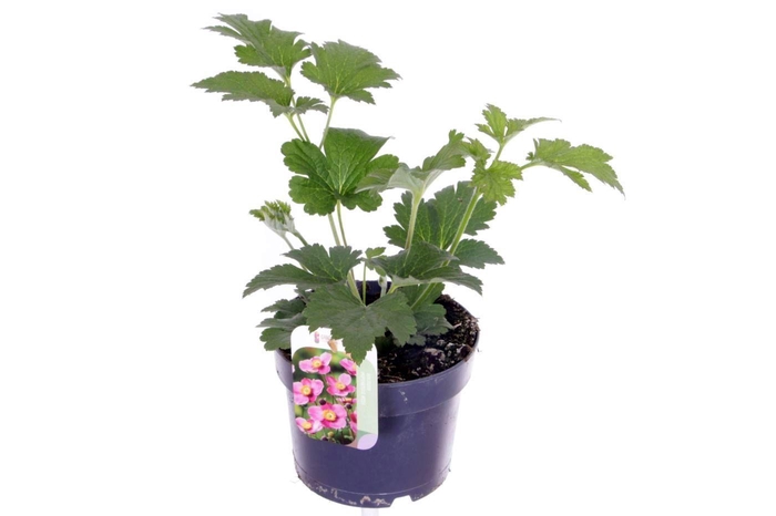 <h4>Anemone hupehensis Princess Pink</h4>