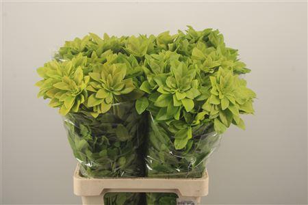 <h4>Choisya Te Lich</h4>