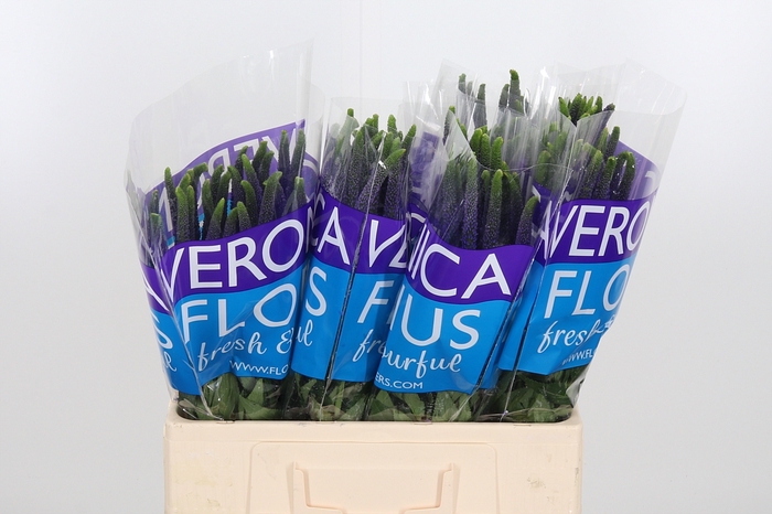 <h4>Veron Smart Navy</h4>