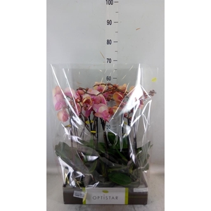 Phalaenopsis   ...rose