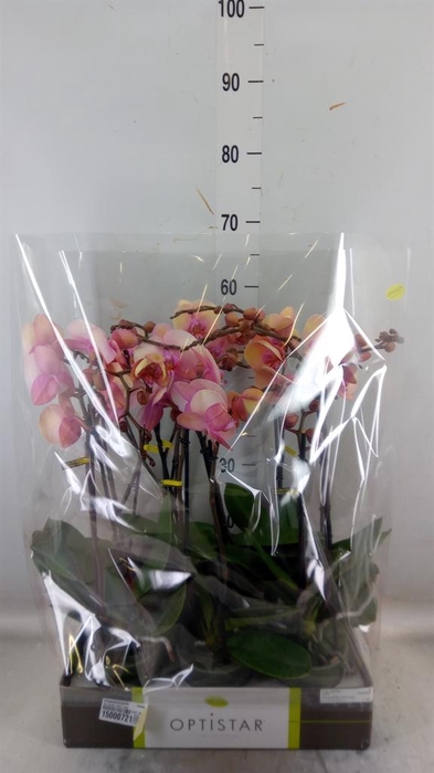 <h4>Phalaenopsis ...rose</h4>