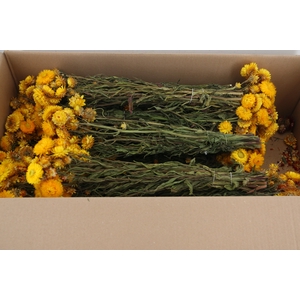 DF Helichrysum Bs Yellow 80g