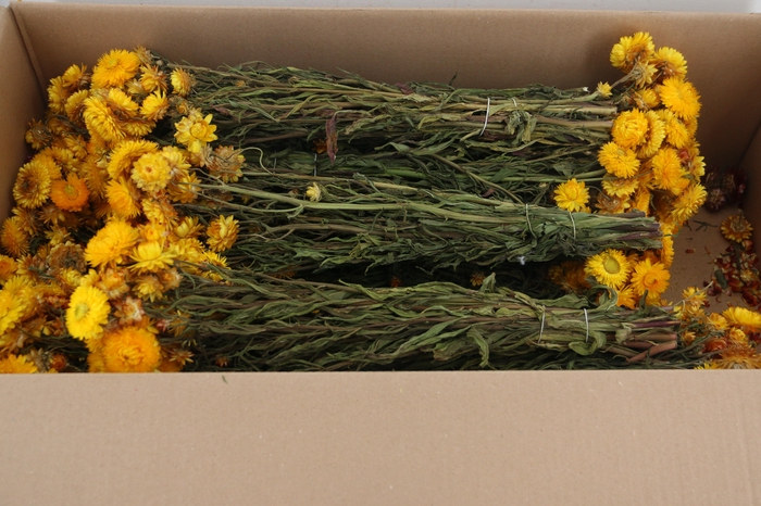 <h4>DF Helichrysum Bs Yellow 80g</h4>