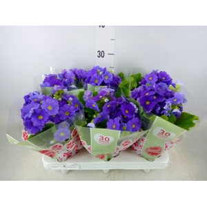 Primula obcon. 'Touch Me Dark Blue'