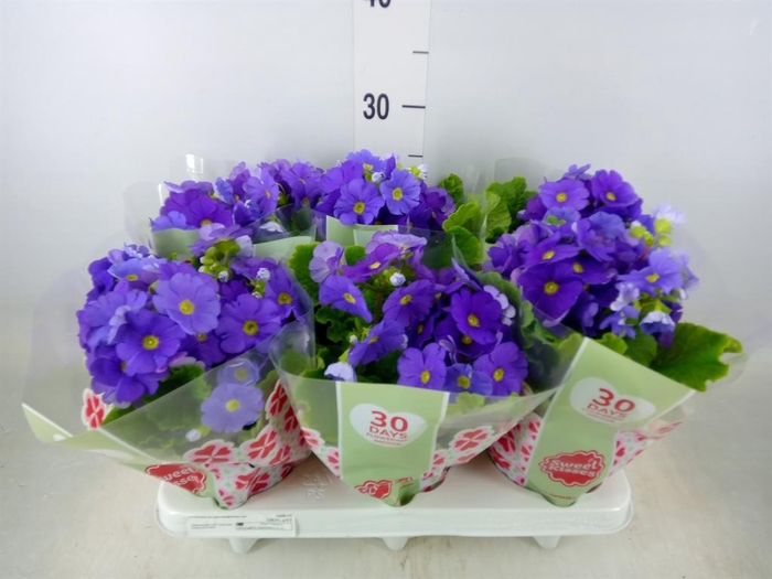 <h4>Primula obcon. 'Touch Me Dark Blue'</h4>