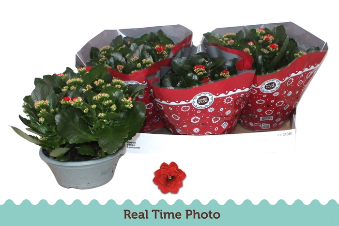 <h4>KAL GE DON JUSTINO</h4>