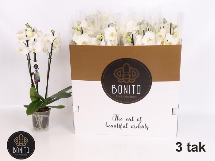 <h4>PHAL AN NOTTINGHAM</h4>