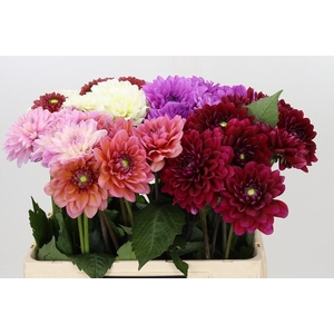 Dahlia Gemengd in fust