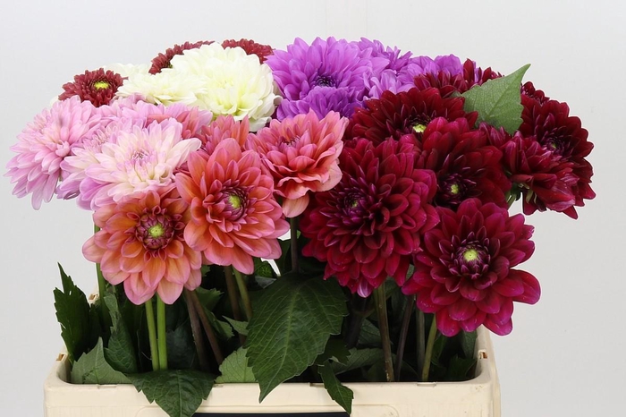 <h4>Dahlia Gemengd in fust</h4>