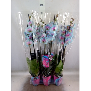 Phalaenopsis   ...