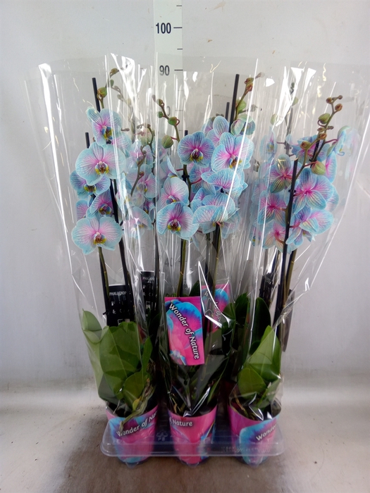 <h4>Phalaenopsis   ...</h4>