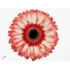 Gerbera Sorbet Diamond