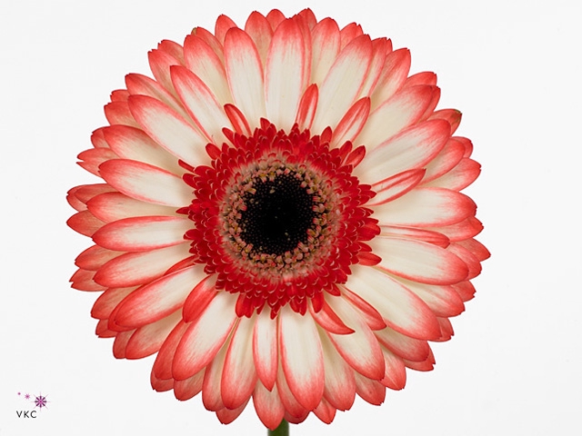 Gerbera Sorbet Aquabox