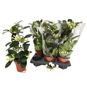 Stephanotis floribunda 12Ø 45cm 6fl