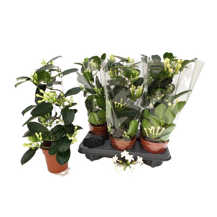<h4>Stephanotis floribunda 12Ø 45cm 6fl</h4>