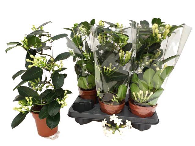 Stephanotis floribunda 12Ø 45cm 6fl