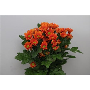 Chr T Managua Orange