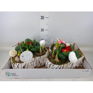 Arr.   Bol/Knolgewas L%