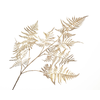 Fern Branch Champagne