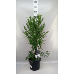 Cryptomeria japon.   ...
