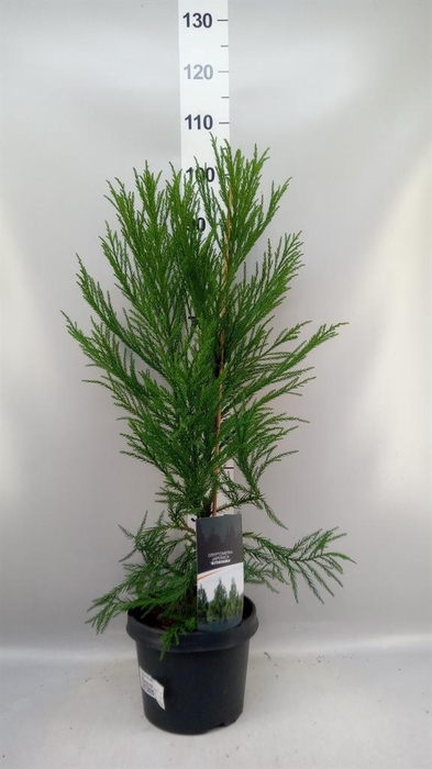 Cryptomeria japon.   ...