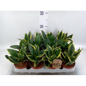 Sansevieria trifa. 'Hahnii'