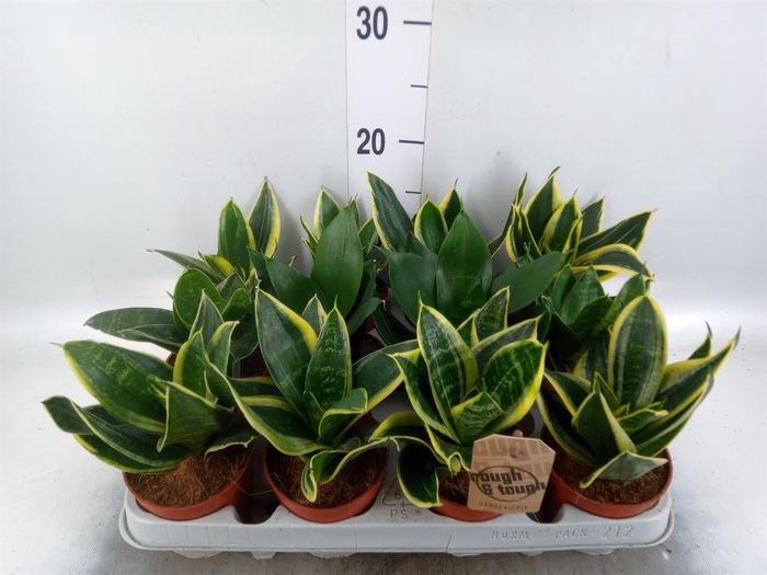 <h4>Sansevieria trifa. 'Hahnii'</h4>