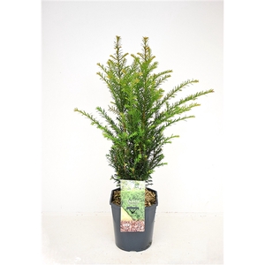 Taxus baccata 60-80 cm haag