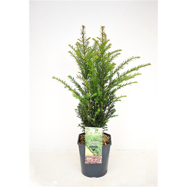 <h4>Taxus baccata 60-80 cm haag</h4>