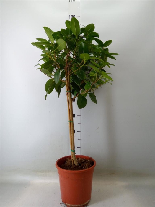 <h4>Ficus rubiginosa 'Australis'</h4>