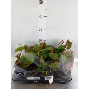 Philodendron scand.