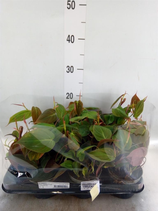 <h4>Philodendron scand.</h4>