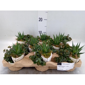 Arr.   Kamerplant Groen L%