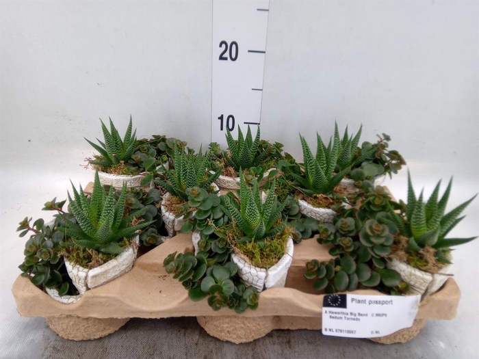 <h4>Arr.   Kamerplant Groen L%</h4>