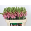 Antirrhinum Opus Pink