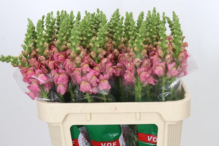 <h4>Antirrhinum Opus Pink</h4>