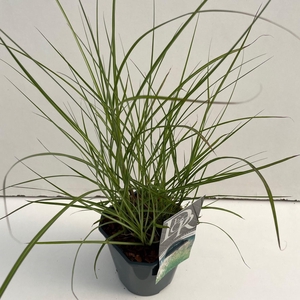 Graminées Miscanthus 'Kleine Silberspinne'