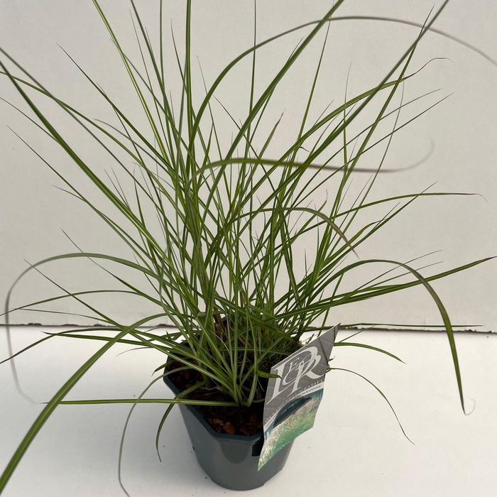 <h4>Graminées Miscanthus 'Kleine Silberspinne'</h4>