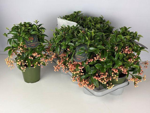 <h4>Ardisia crenata 'Bos Premium Salmo'</h4>