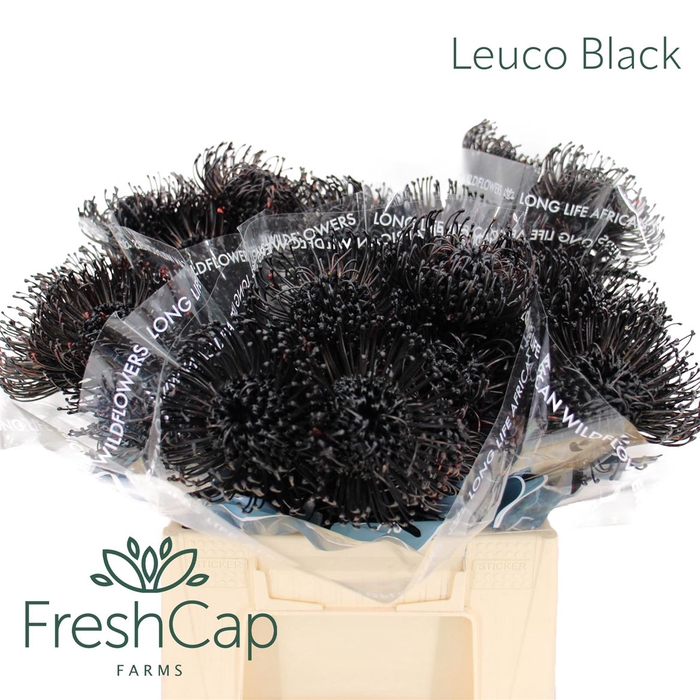 <h4>Leuco Black</h4>