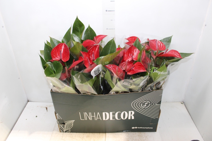 <h4>ANTHURIUM PICANTA RED P15</h4>