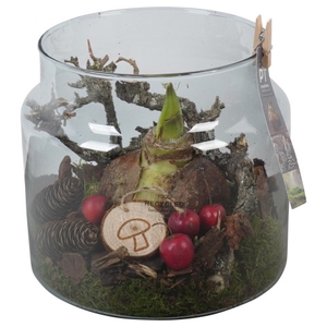 PTAA7592 Arrangementen Hippeastrum