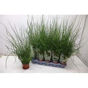 Juncus Ef Spiralis