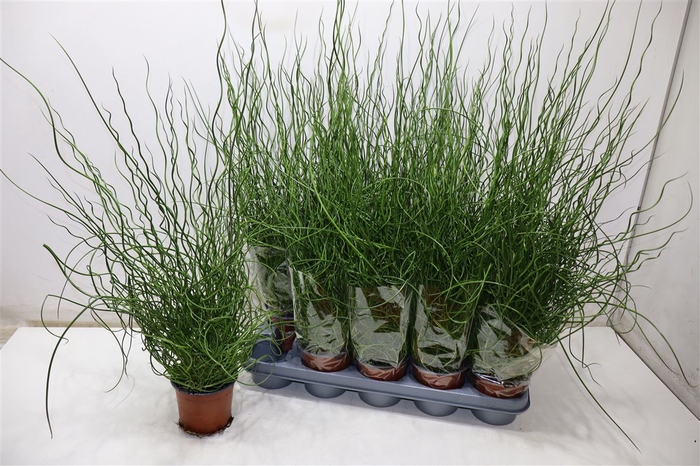 <h4>Juncus Ef Spiralis</h4>