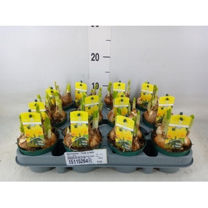 Narcissus  'Tete a tete'