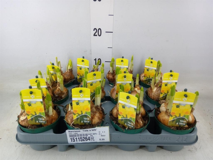 <h4>Narcissus  'Tete a tete'</h4>