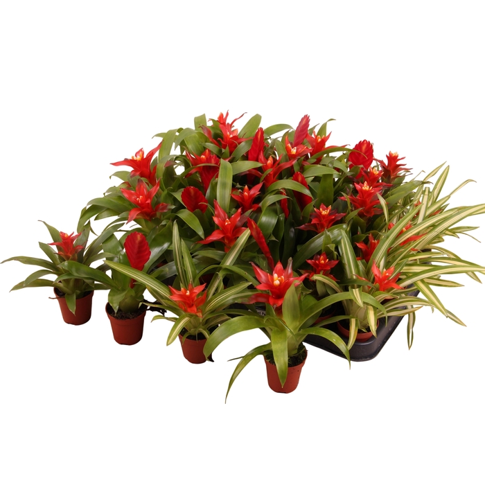 <h4>BROMELIA GEM</h4>