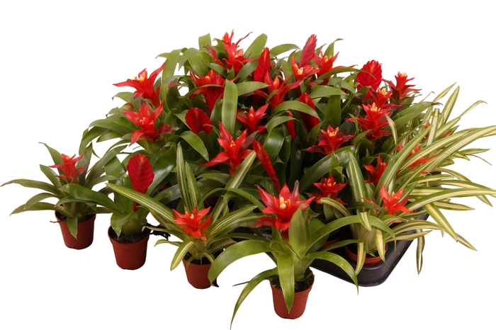 BROMELIA GEM